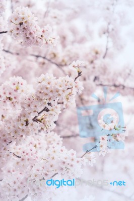 Cherry Blossom With Soft Focus, Sakura Season In Korea,background Stock Photo