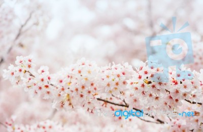 Cherry Blossom With Soft Focus, Sakura Season In Korea,background Stock Photo