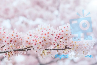 Cherry Blossom With Soft Focus, Sakura Season In Korea,background Stock Photo