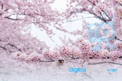 Cherry Blossom With Soft Focus, Sakura Season In Korea,background Stock Photo