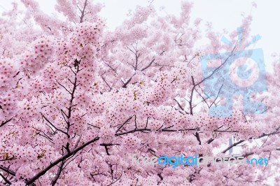 Cherry Blossom With Soft Focus, Sakura Season In Korea,background Stock Photo