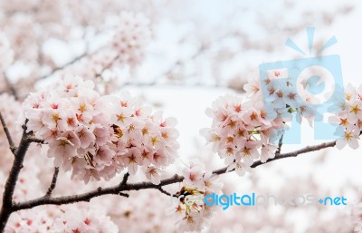 Cherry Blossom With Soft Focus, Sakura Season In Korea,background Stock Photo