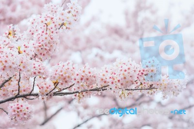 Cherry Blossom With Soft Focus, Sakura Season In Korea,background Stock Photo