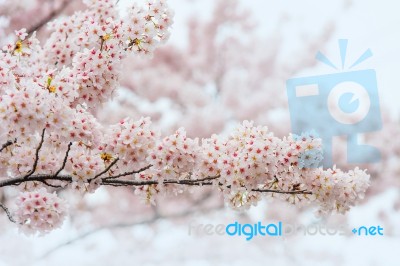 Cherry Blossom With Soft Focus, Sakura Season In Korea,background Stock Photo