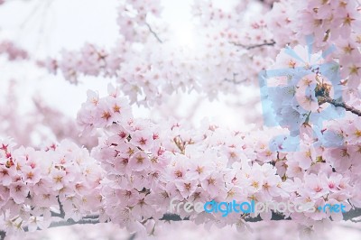 Cherry Blossom With Soft Focus, Sakura Season In Korea,background Stock Photo