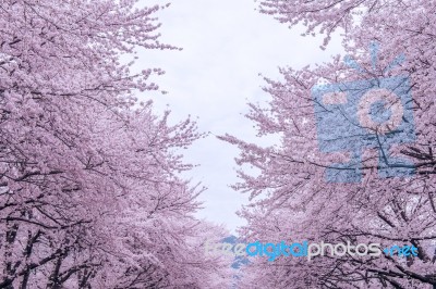 Cherry Blossom With Soft Focus, Sakura Season In Korea,background Stock Photo