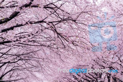 Cherry Blossom With Soft Focus, Sakura Season In Korea,background Stock Photo