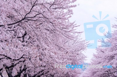 Cherry Blossom With Soft Focus, Sakura Season In Korea,background Stock Photo