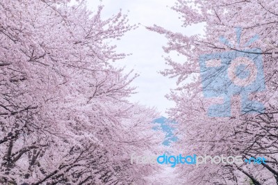 Cherry Blossom With Soft Focus, Sakura Season In Korea,background Stock Photo