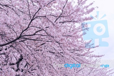 Cherry Blossom With Soft Focus, Sakura Season In Korea,background Stock Photo