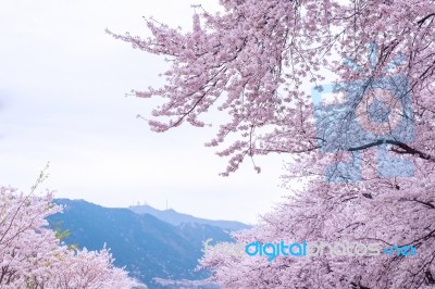 Cherry Blossom With Soft Focus, Sakura Season In Korea,background Stock Photo