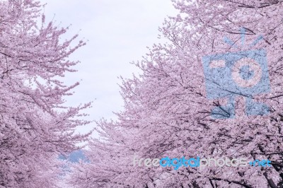 Cherry Blossom With Soft Focus, Sakura Season In Korea,background Stock Photo