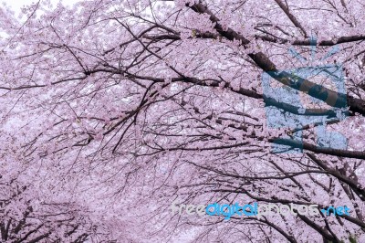 Cherry Blossom With Soft Focus, Sakura Season In Korea,background Stock Photo