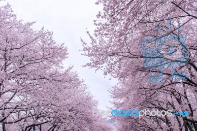 Cherry Blossom With Soft Focus, Sakura Season In Korea,background Stock Photo