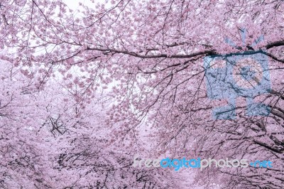 Cherry Blossom With Soft Focus, Sakura Season In Korea,background Stock Photo