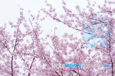 Cherry Blossom With Soft Focus, Sakura Season In Korea,background Stock Photo