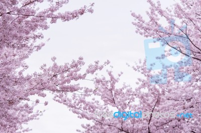 Cherry Blossom With Soft Focus, Sakura Season In Korea,background Stock Photo