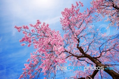 Cherry Blossom With Soft Focus, Sakura Season In Spring Stock Photo