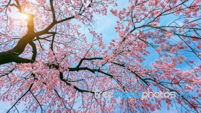 Cherry Blossom With Soft Focus, Sakura Season In Spring Stock Photo