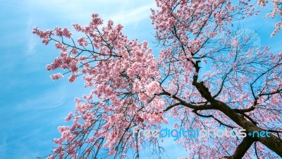 Cherry Blossom With Soft Focus, Sakura Season In Spring Stock Photo