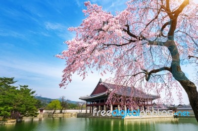 Cherry Blossom With Soft Focus, Sakura Season In Spring Stock Photo