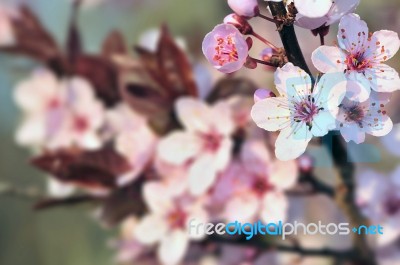Cherry Blossoms Stock Photo