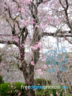 Cherry Blossoms Stock Photo