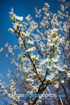 Cherry Blossoms Stock Photo