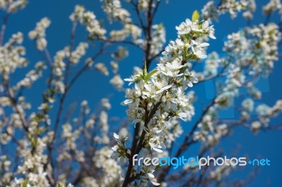 Cherry Blossoms Stock Photo