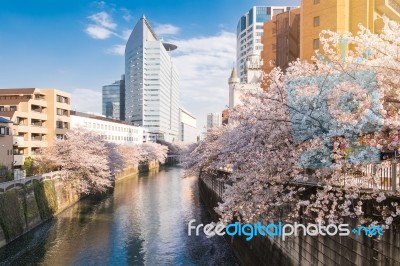 Cherry Blossoms Along The Meguro River, Tokyo Japan Stock Photo