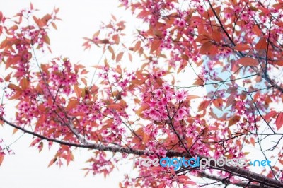 Cherry Blossoms At Sky Stock Photo