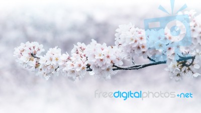 Cherry Blossoms Blooming In Spring. Spring Background. Cherry Blossoms In Nature With Soft Focus Stock Photo
