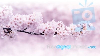 Cherry Blossoms Blooming In Spring. Spring Background. Cherry Blossoms In Nature With Soft Focus Stock Photo