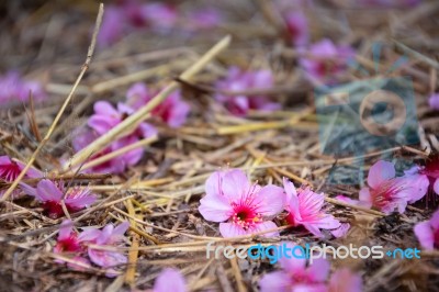 Cherry Blossoms Fall On The Ground Stock Photo