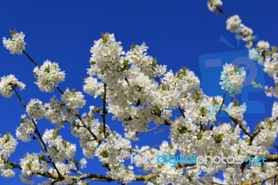 Cherry In Flowers Stock Photo