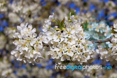 Cherry In Flowers Stock Photo