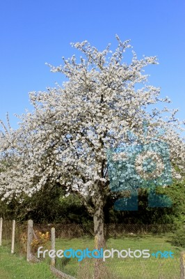 Cherry In Flowers Stock Photo