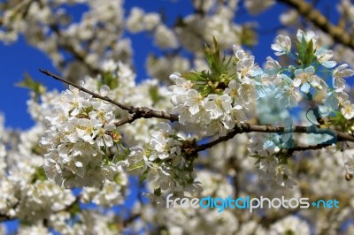 Cherry In Flowers Stock Photo