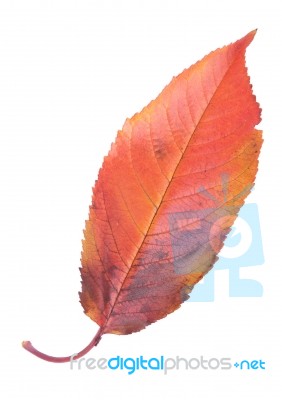 Cherry Leaf Stock Photo