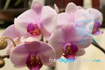 Cherry Look Orchid Stock Photo