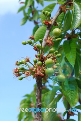 Cherry Tree/flower Stock Photo