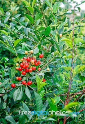 Cherry With Ripe Berries Branch Stock Photo