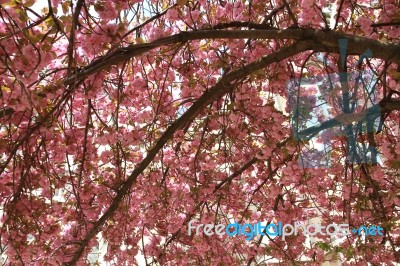 Cherryblossom Background Stock Photo