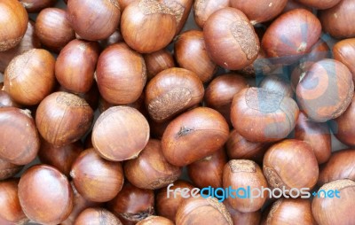 Chestnut Stock Photo