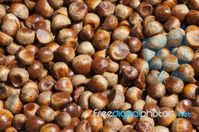 Chestnut Stock Photo