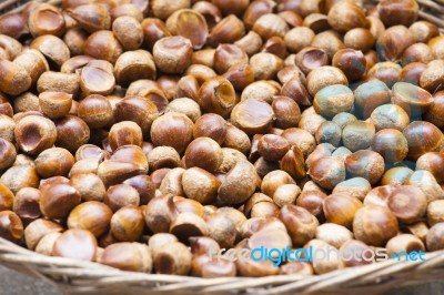 Chestnut Stock Photo