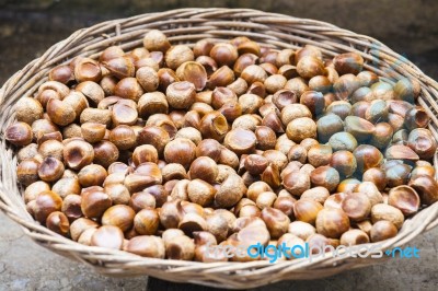 Chestnut Stock Photo