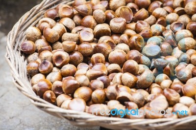 Chestnut Stock Photo