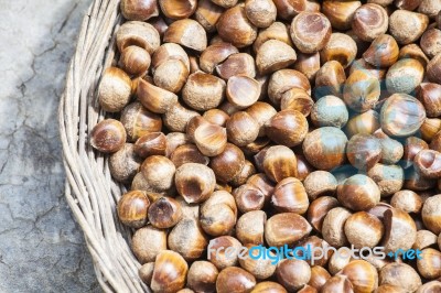 Chestnut Stock Photo