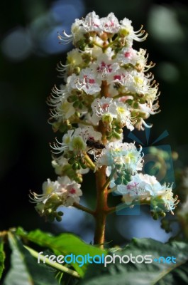 Chestnut Blossom Stock Photo